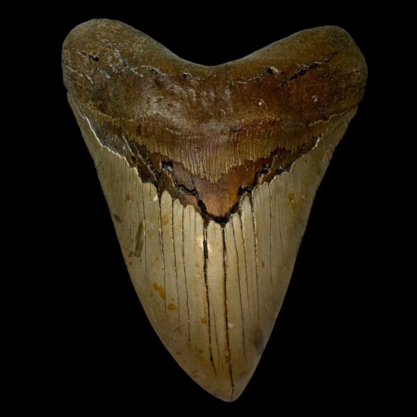 6.21" Serrated Megalodon Tooth Fossil