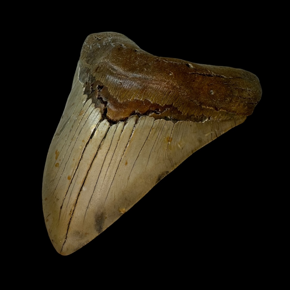 6.21" Serrated Megalodon Tooth Fossil - Image 3
