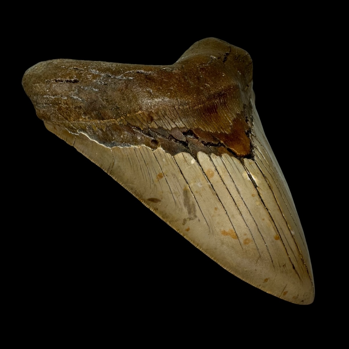 6.21" Serrated Megalodon Tooth Fossil - Image 4