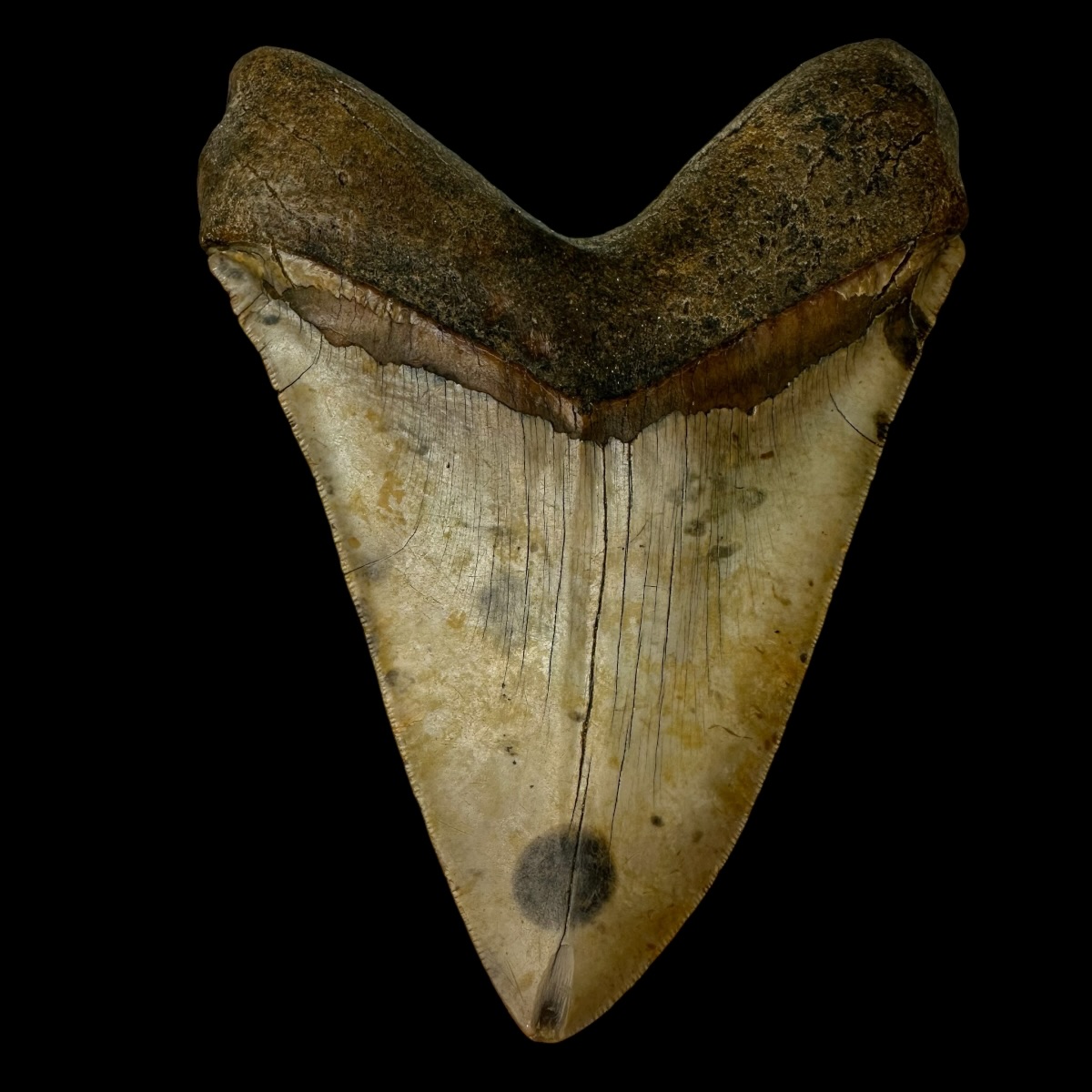 6.21" Serrated Megalodon Tooth Fossil - Image 2