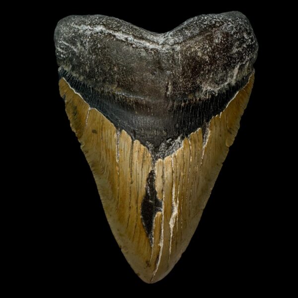 6.08" Megalodon Tooth Fossil
