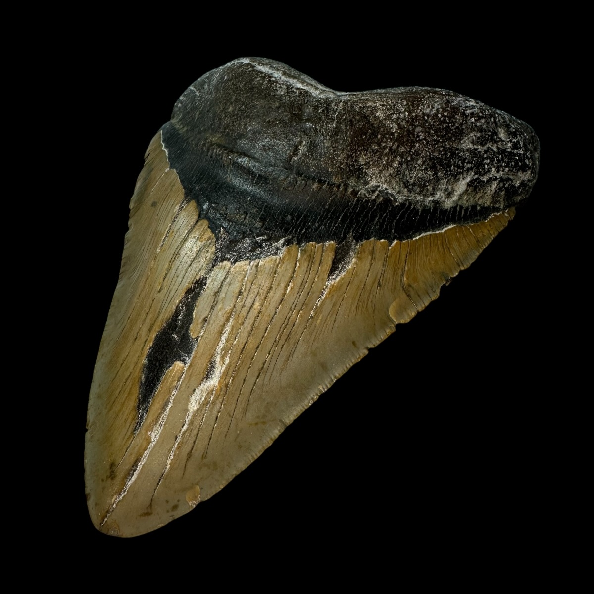 6.08" Megalodon Tooth Fossil - Image 3