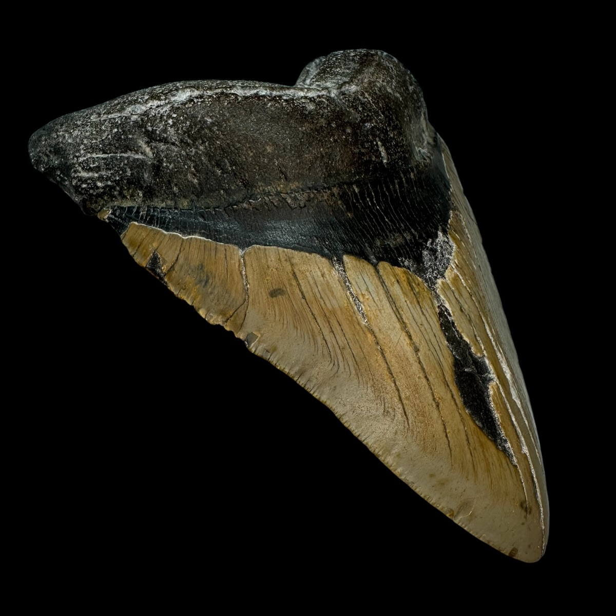6.08" Megalodon Tooth Fossil - Image 4