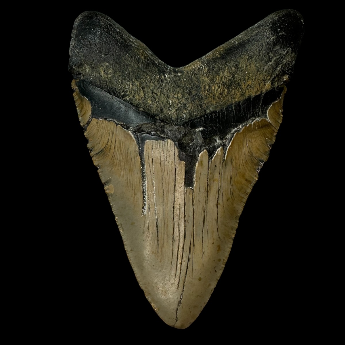 6.08" Megalodon Tooth Fossil - Image 2