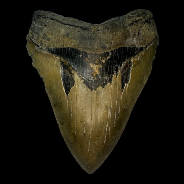 5.68" Megalodon Tooth Fossil