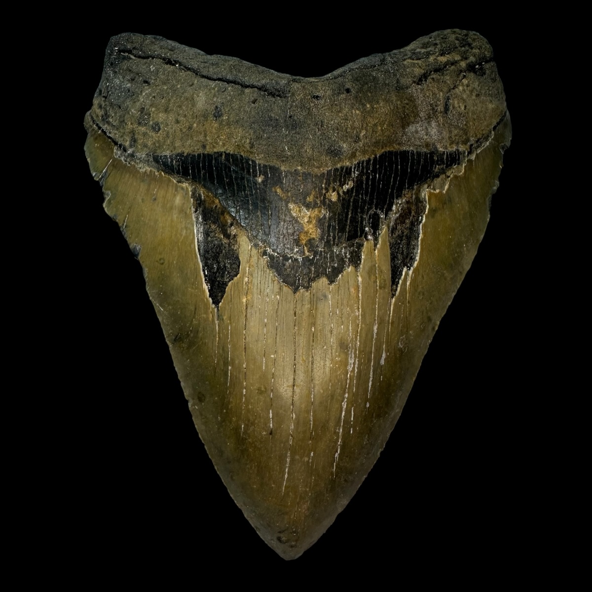 5.68" Megalodon Tooth Fossil