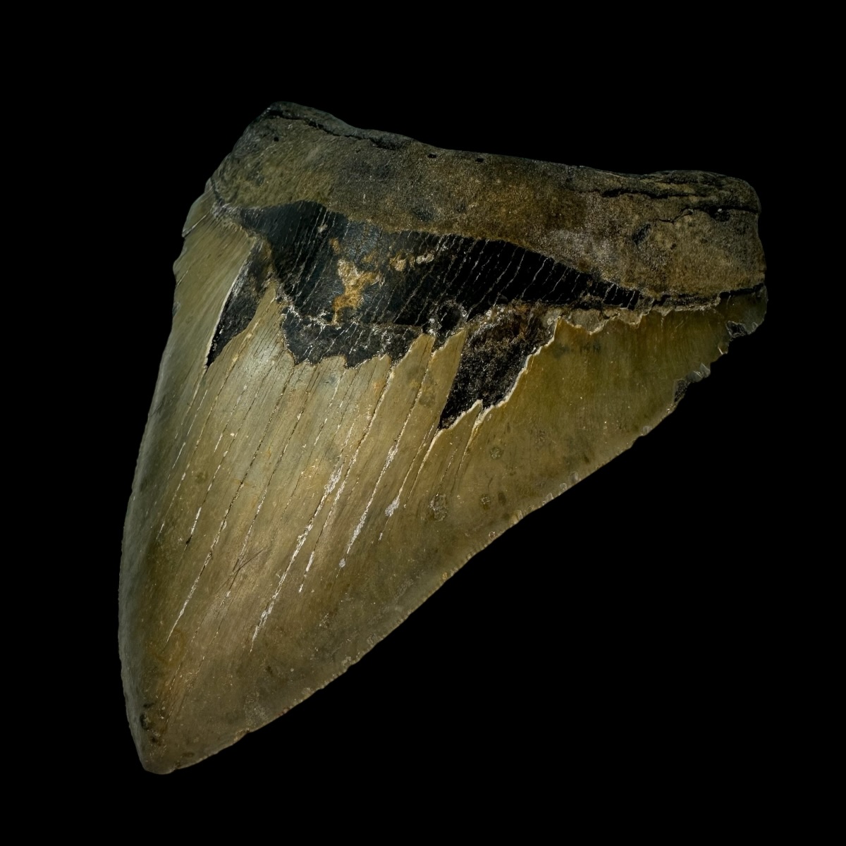 5.68" Megalodon Tooth Fossil - Image 3