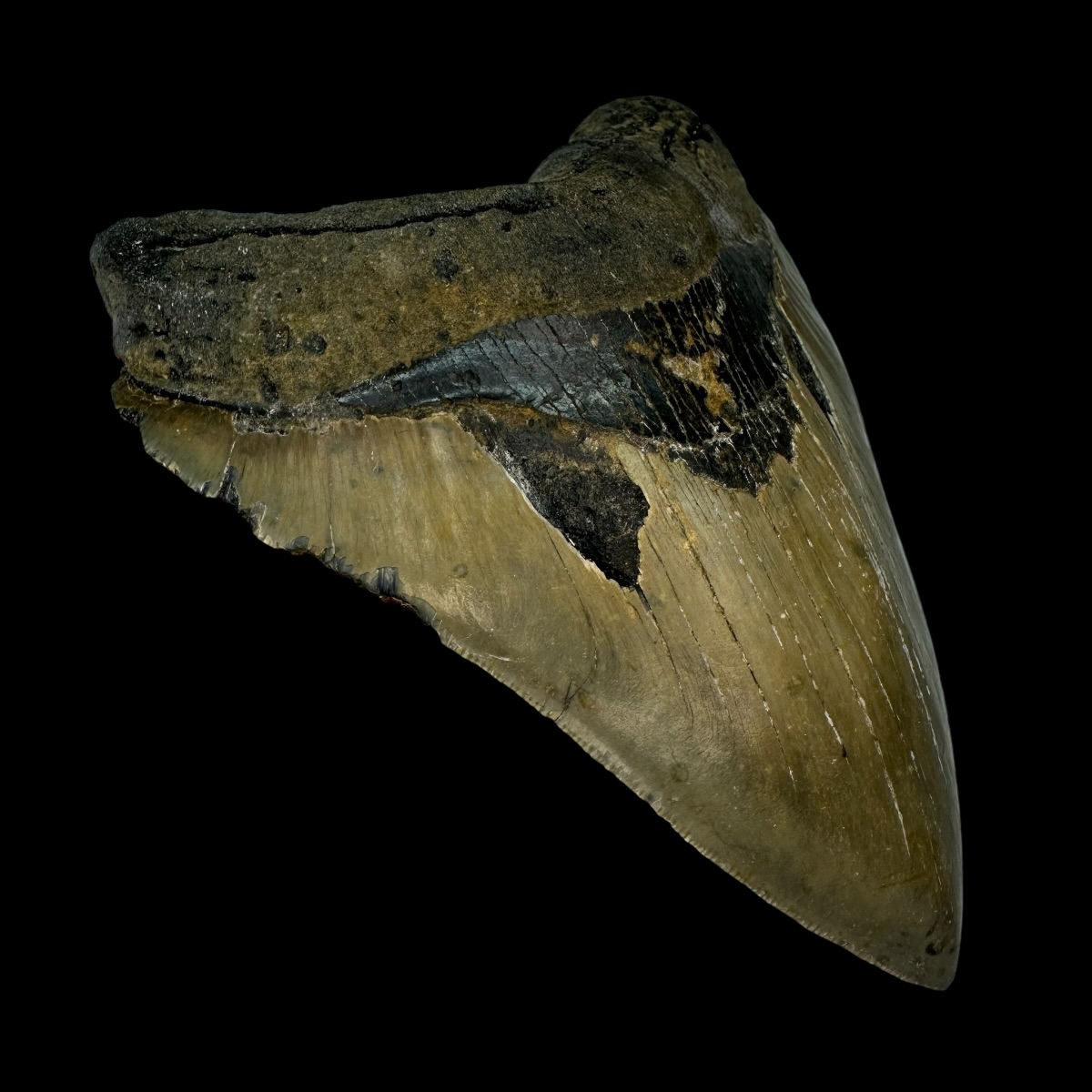 5.68" Megalodon Tooth Fossil - Image 4
