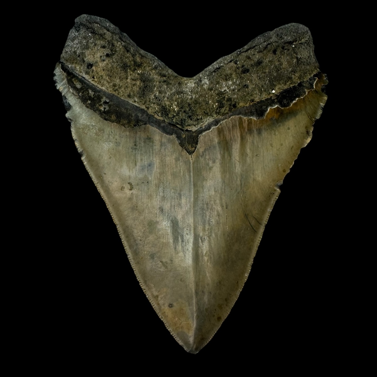 5.68" Megalodon Tooth Fossil - Image 2