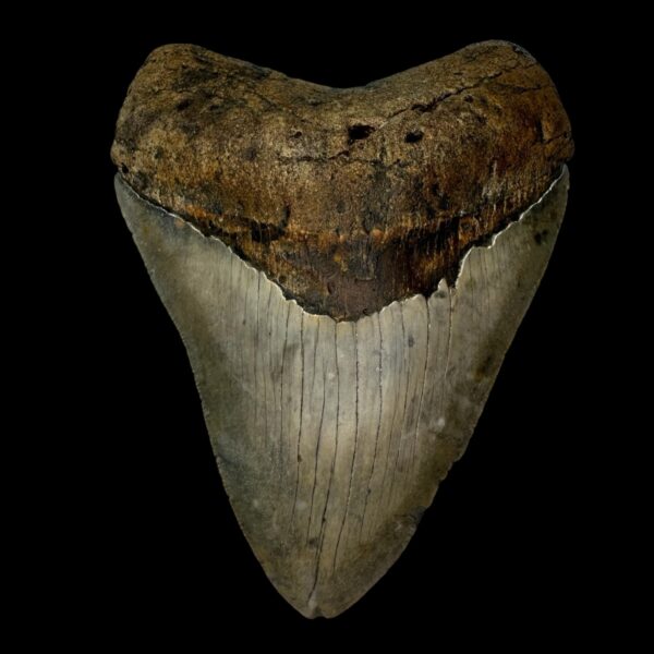 5.16" Megalodon Tooth Fossil