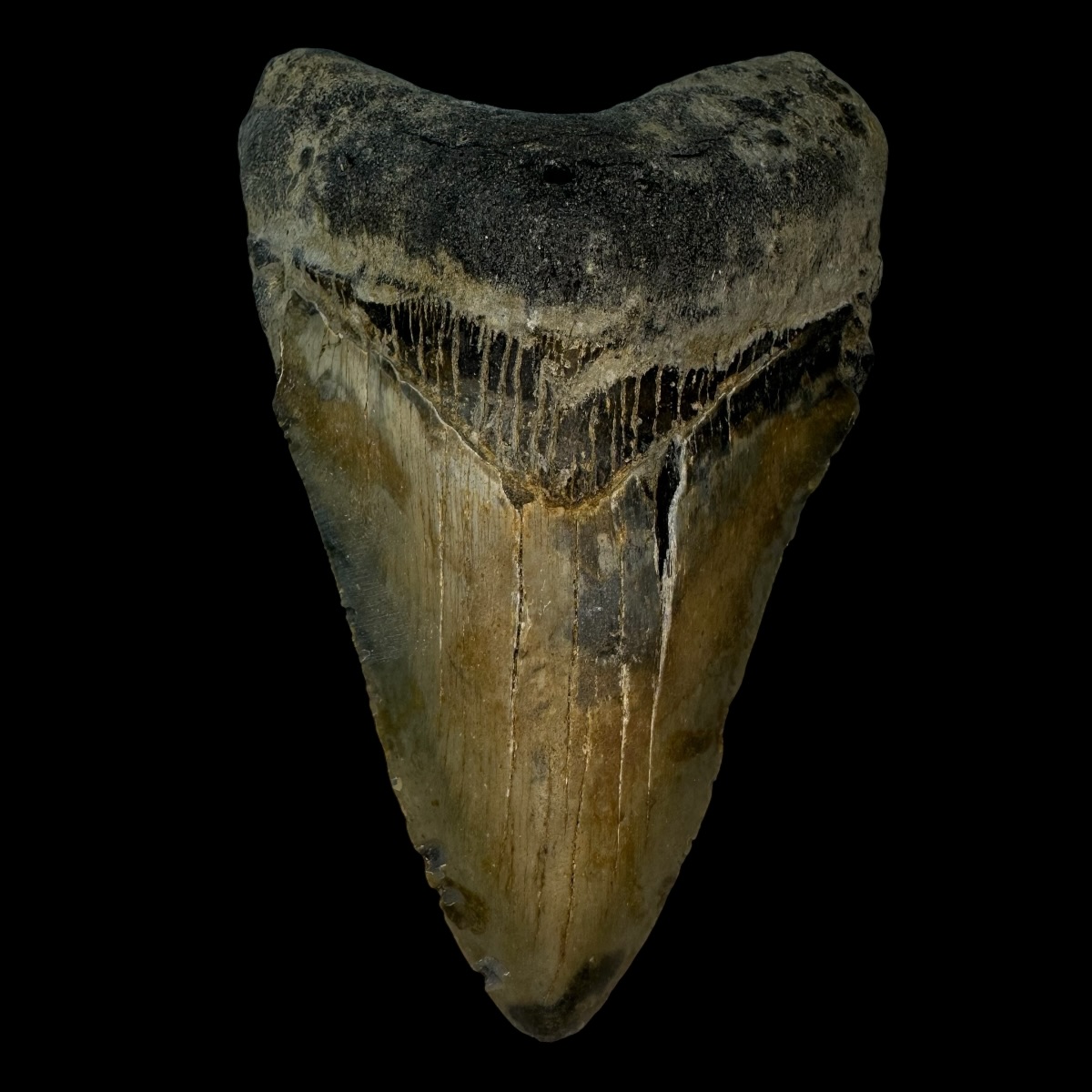 4.91" Megalodon Tooth Fossil
