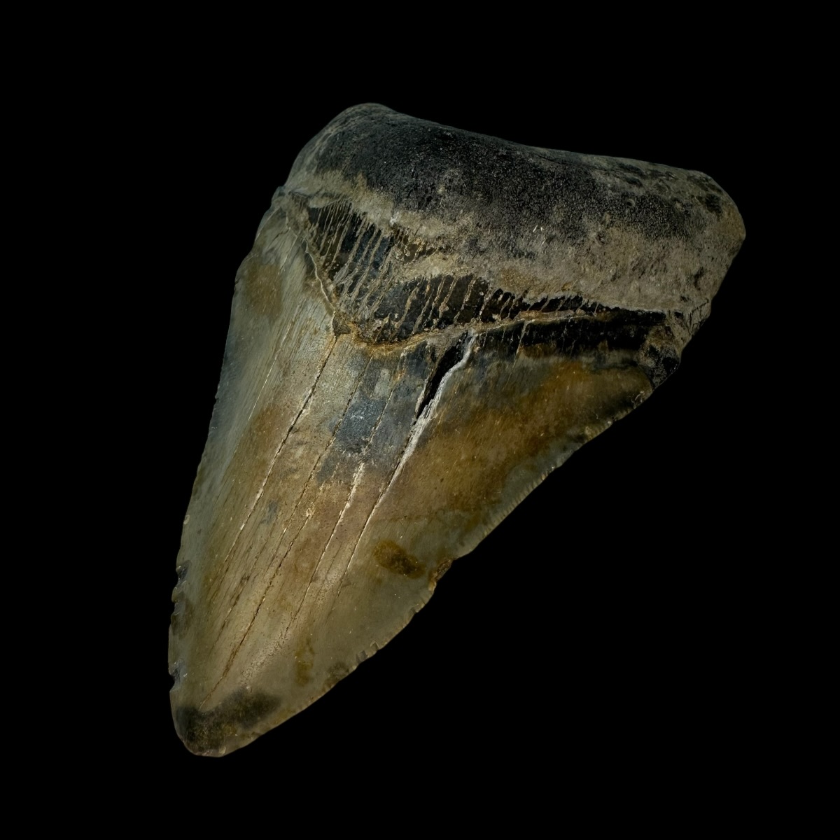 4.91" Megalodon Tooth Fossil - Image 3