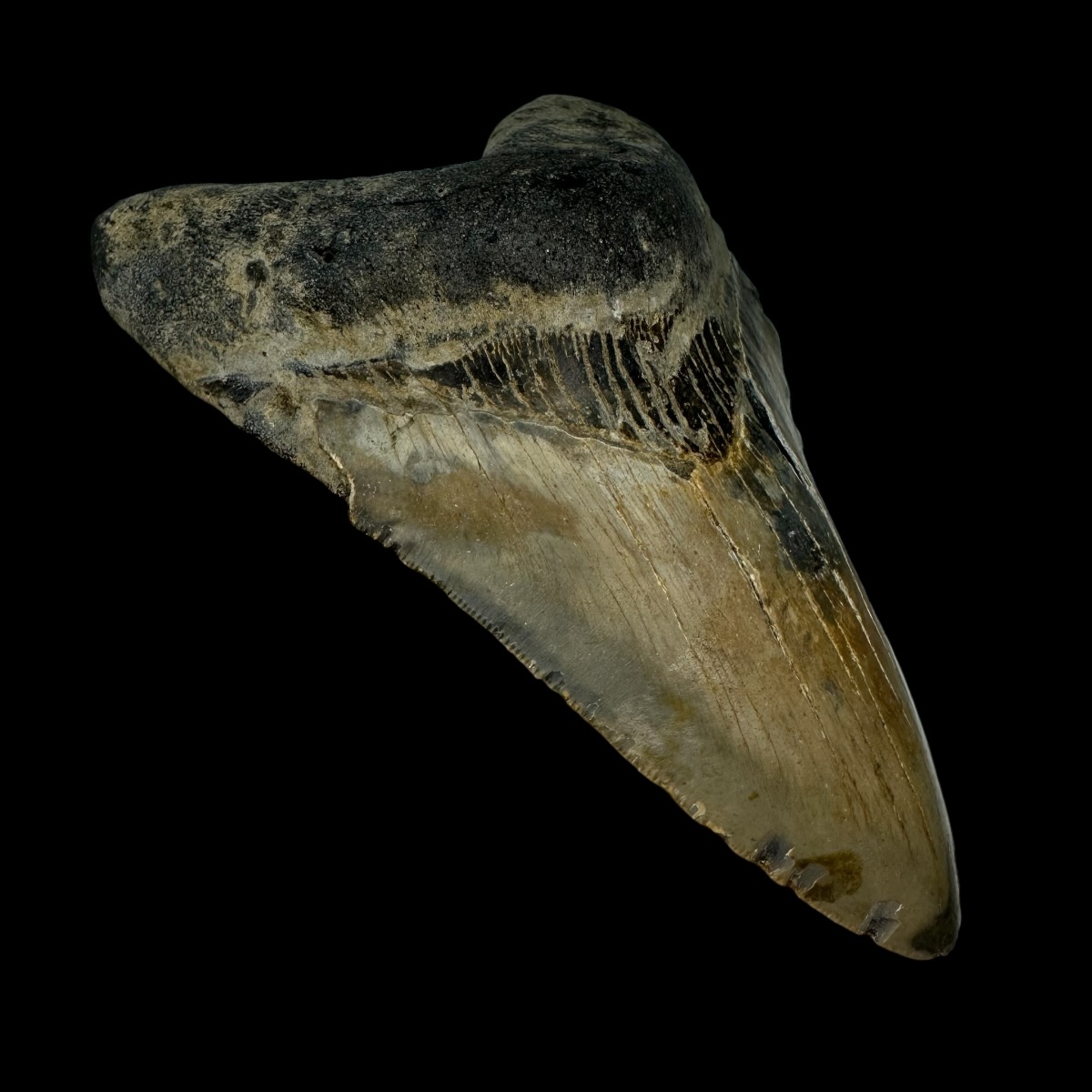 4.91" Megalodon Tooth Fossil - Image 4