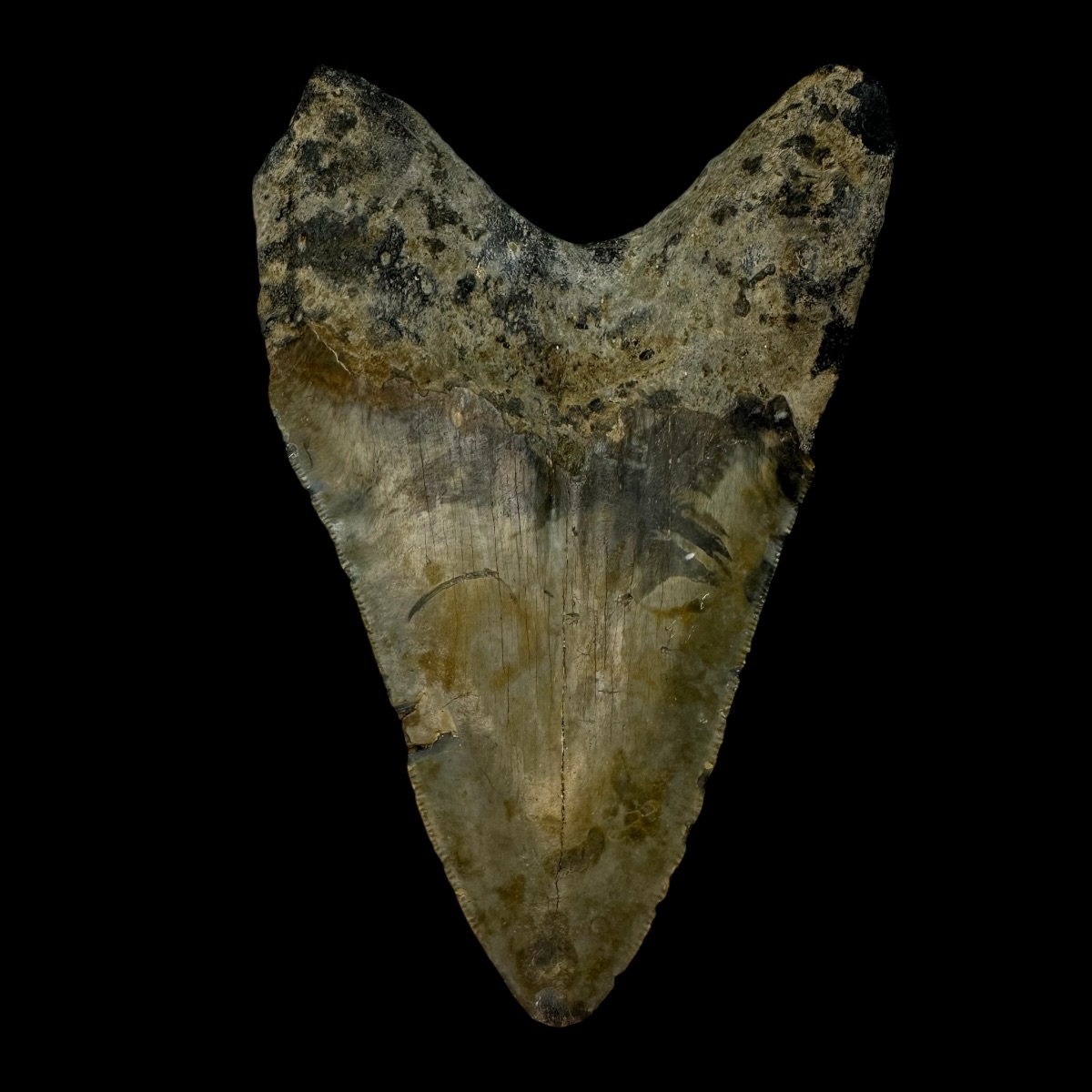 4.91" Megalodon Tooth Fossil - Image 2