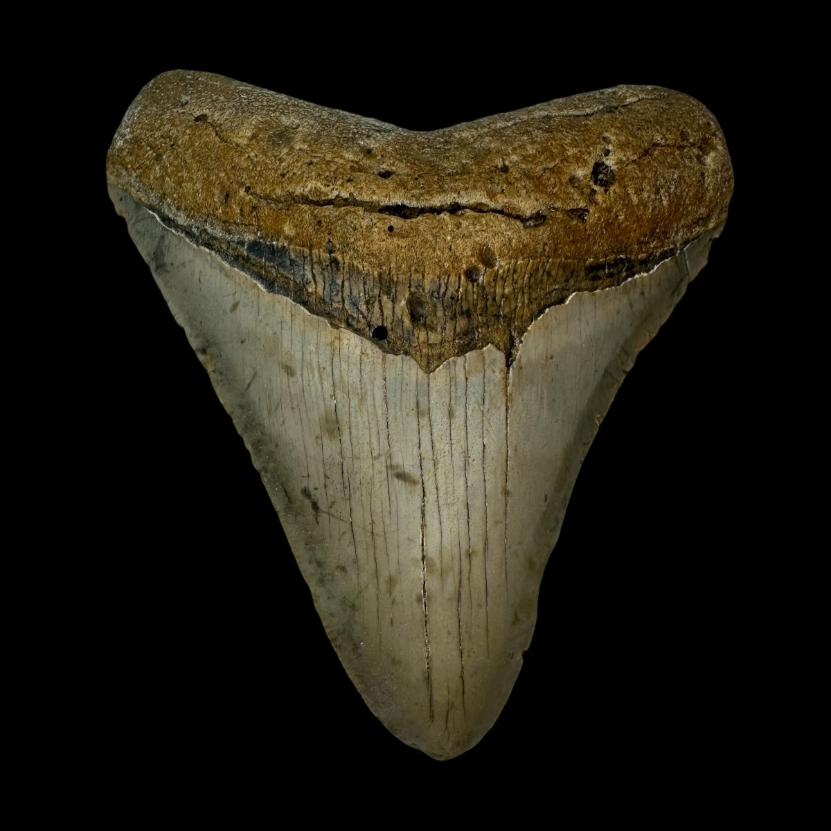 4.42" Megalodon Tooth Fossil