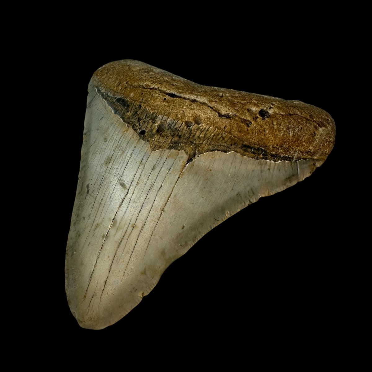 4.42" Megalodon Tooth Fossil - Image 3