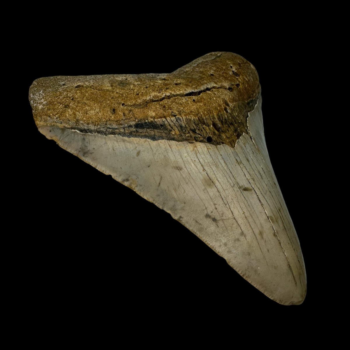 4.42" Megalodon Tooth Fossil - Image 4