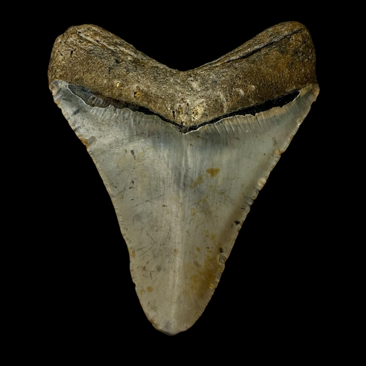 4.42" Megalodon Tooth Fossil - Image 2