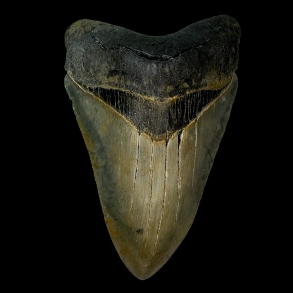 4.68" Serrated Megalodon Tooth Fossil