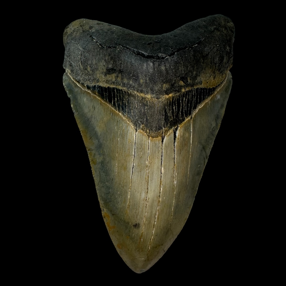 4.68" Serrated Megalodon Tooth Fossil
