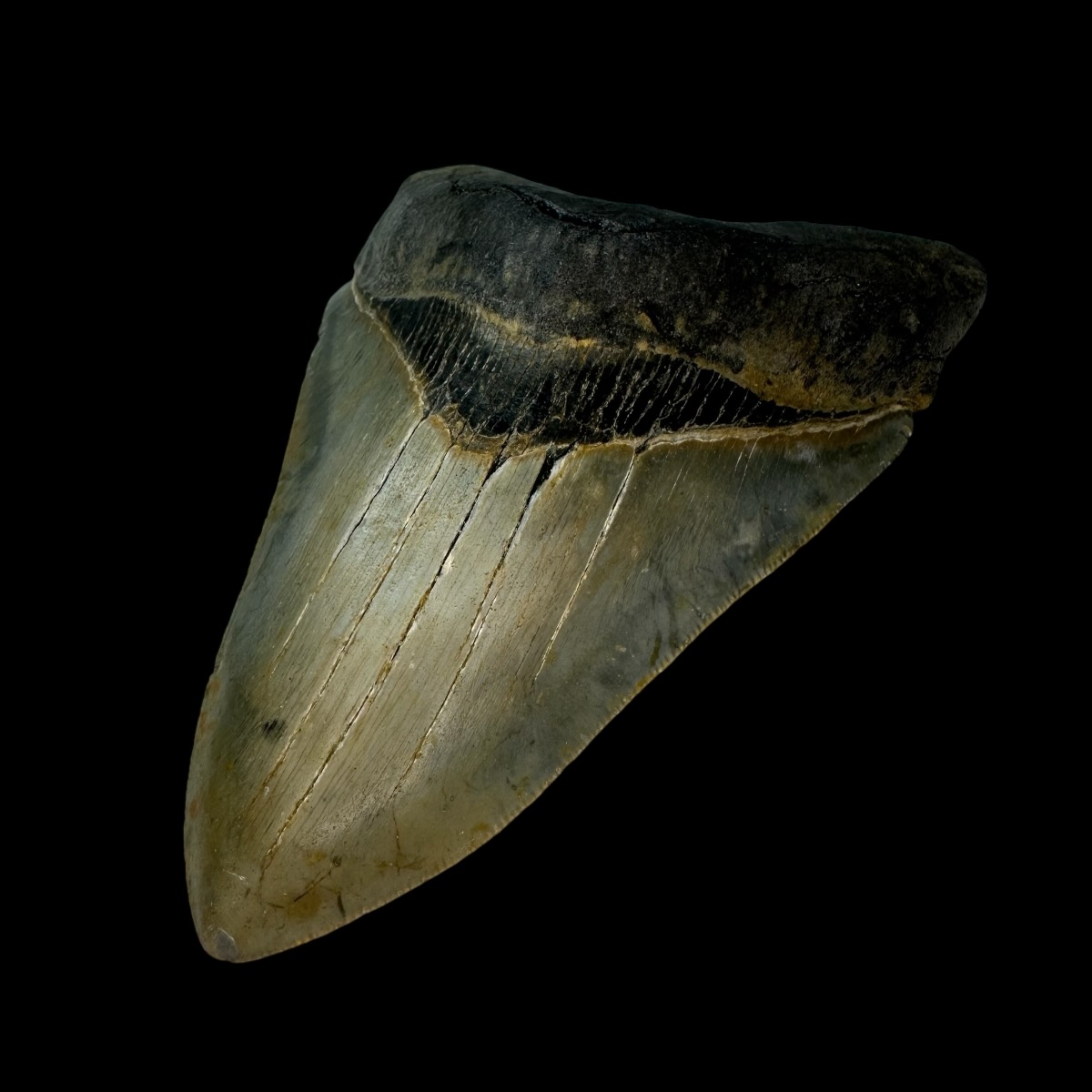 4.68" Serrated Megalodon Tooth Fossil - Image 3