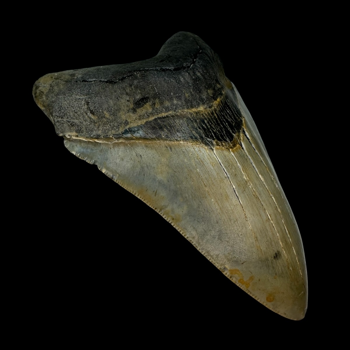 4.68" Serrated Megalodon Tooth Fossil - Image 4