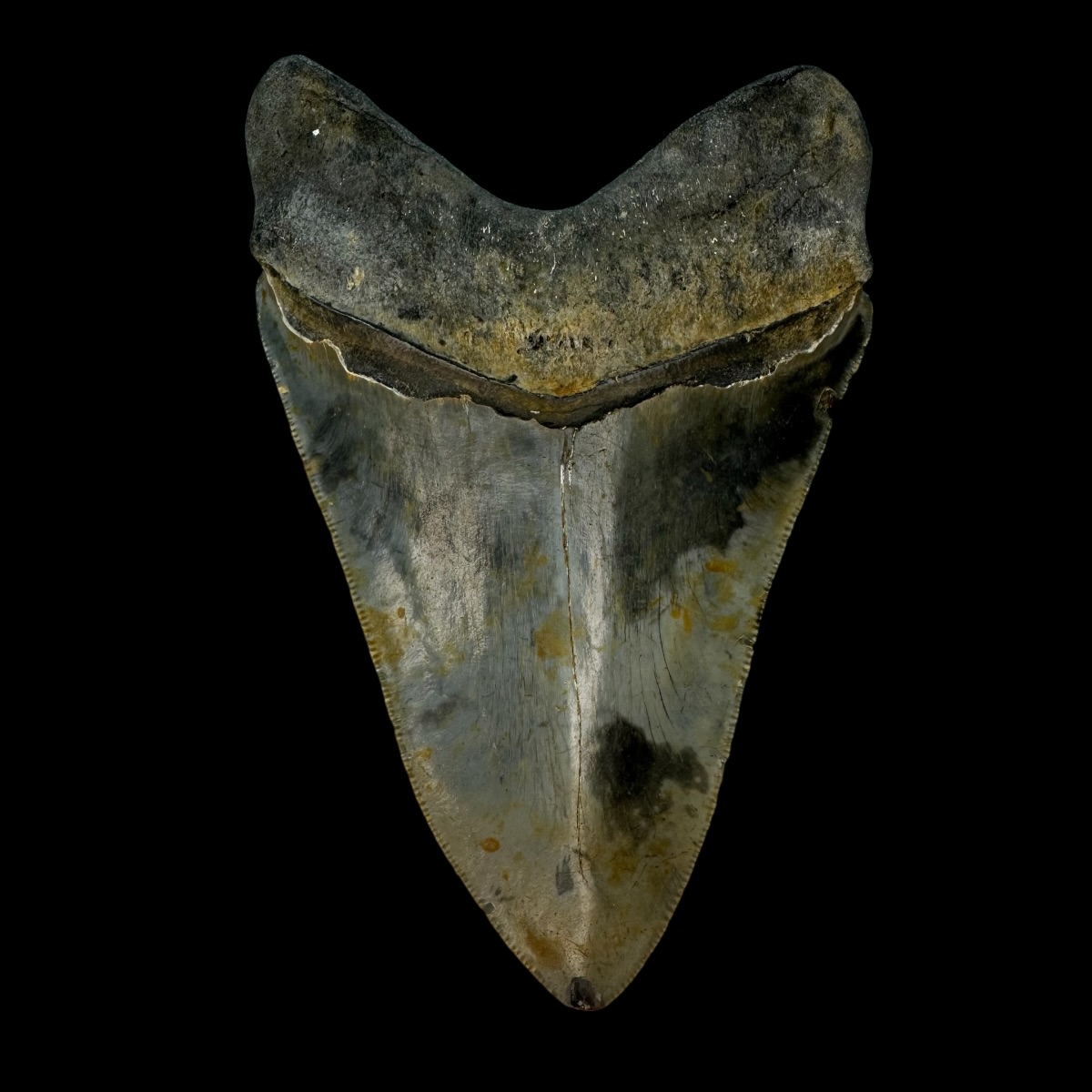 4.68" Serrated Megalodon Tooth Fossil - Image 2