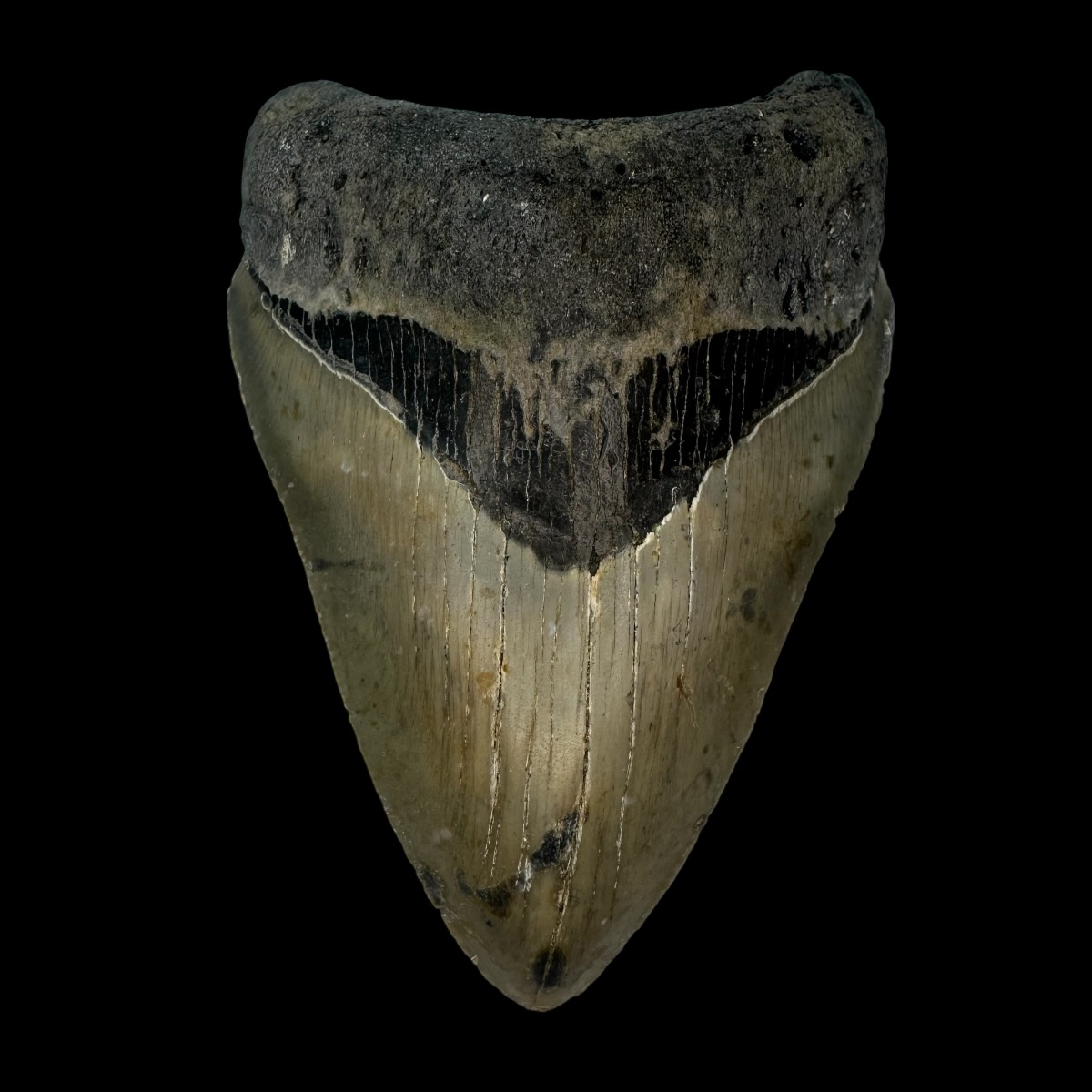 4.13" Megalodon Tooth Fossil