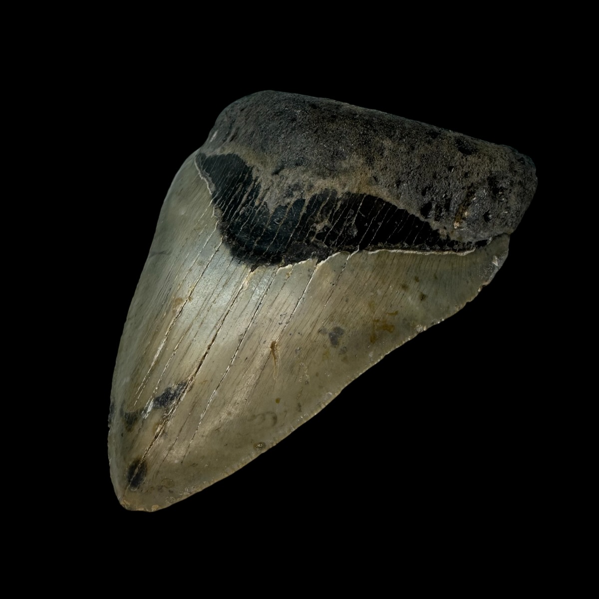 4.13" Megalodon Tooth Fossil - Image 3