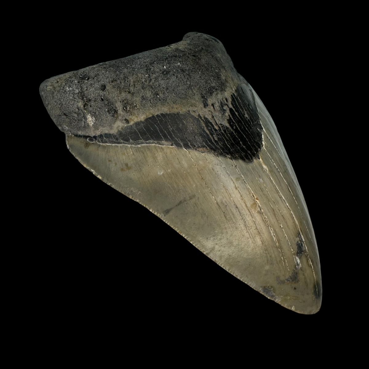 4.13" Megalodon Tooth Fossil - Image 4
