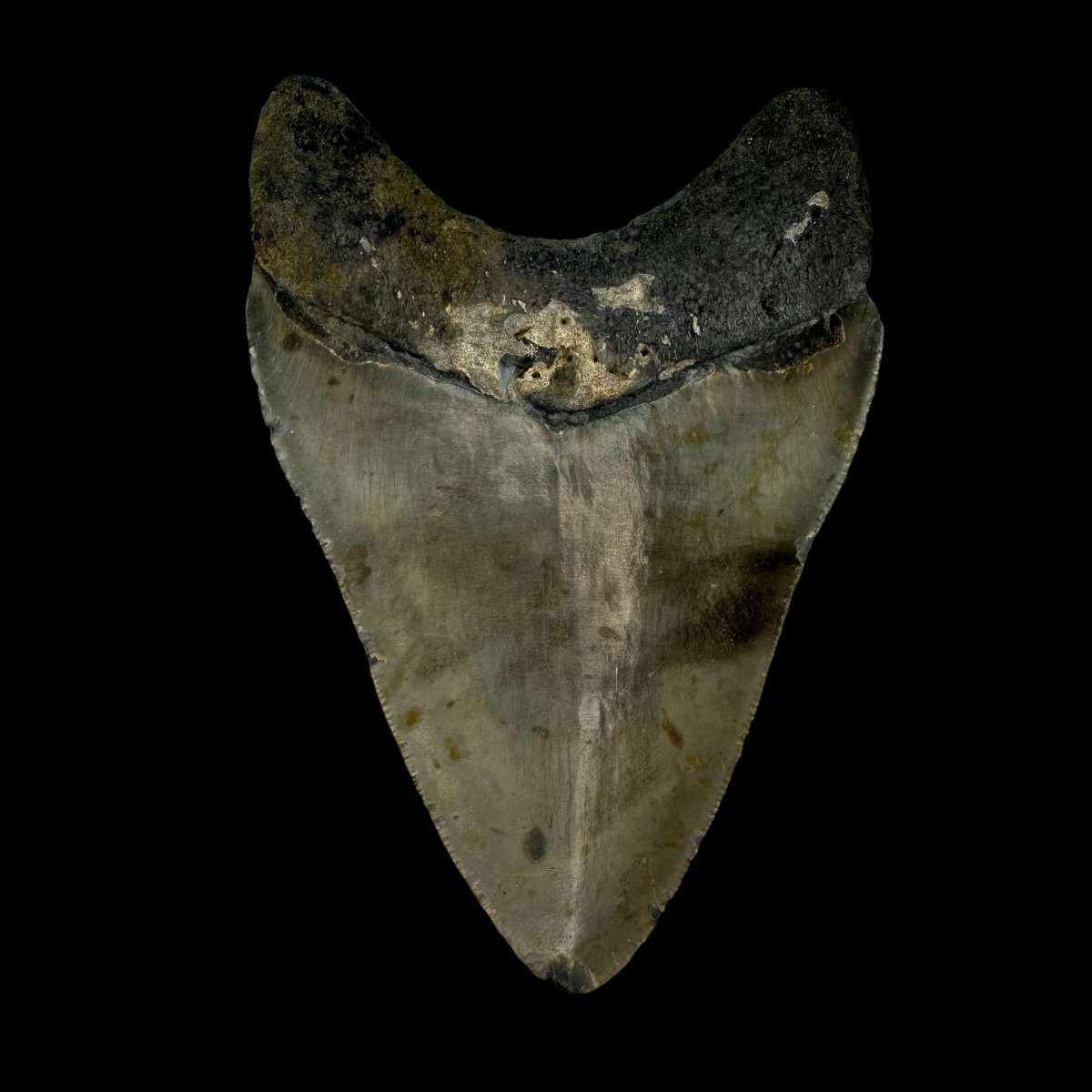 4.13" Megalodon Tooth Fossil - Image 2