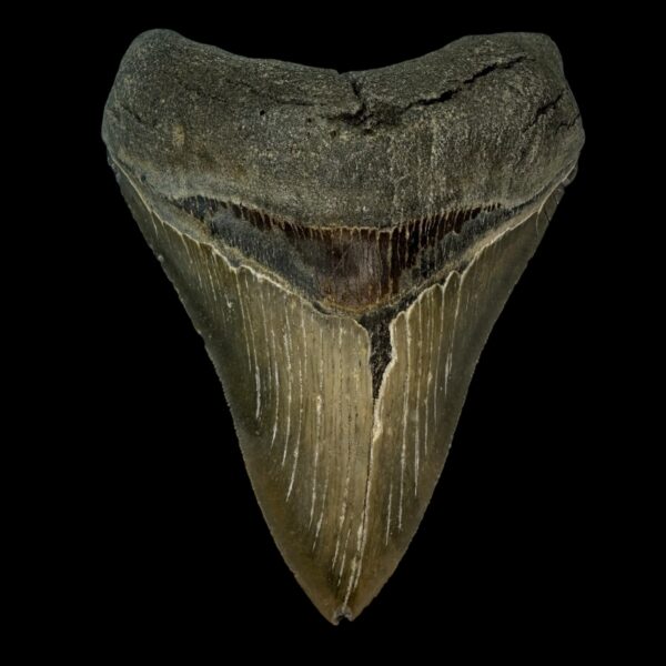4.89" Serrated Megalodon Tooth Fossil