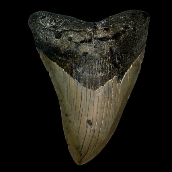 4.72" Megalodon Tooth Fossil