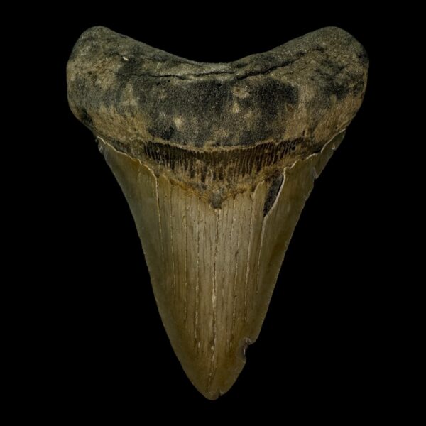 4.29" Megalodon Tooth Fossil