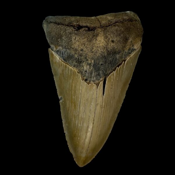 4.29" Serrated Megalodon Tooth Fossil