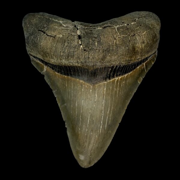 4.16" Serrated Megalodon Tooth Fossil