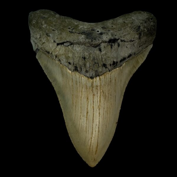 4.15" Serrated Megalodon Tooth Fossil