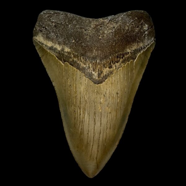 4.34" Megalodon Tooth Fossil