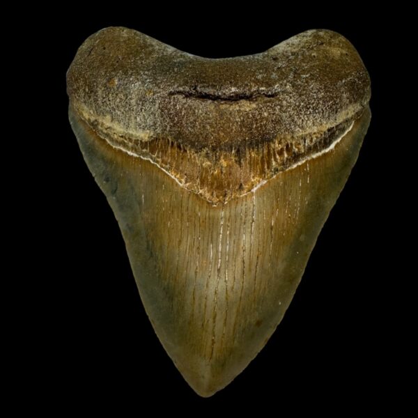 3.93" Serrated Megalodon Tooth Fossil