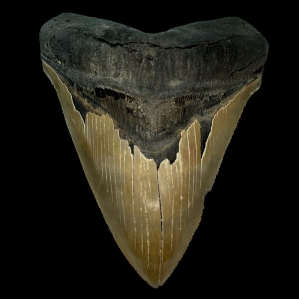 5.51" Serrated Megalodon Tooth Fossil