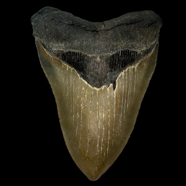 5.79" Serrated Megalodon Tooth Fossil