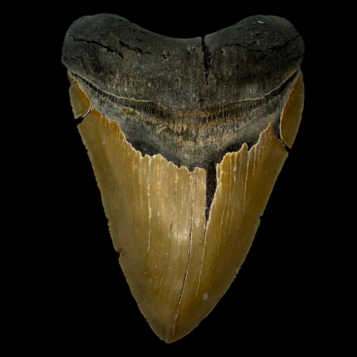 5.78" Serrated Megalodon Tooth Fossil