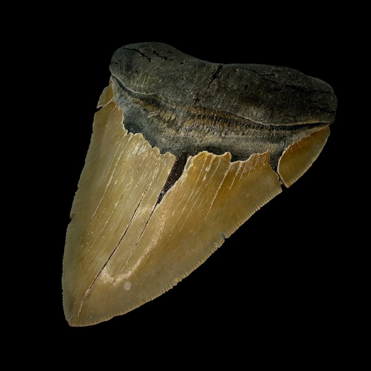 5.78" Serrated Megalodon Tooth Fossil - Image 3