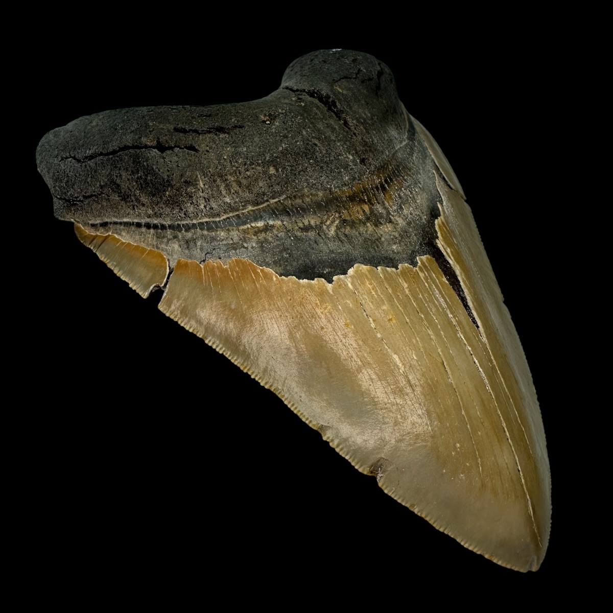 5.78" Serrated Megalodon Tooth Fossil - Image 4