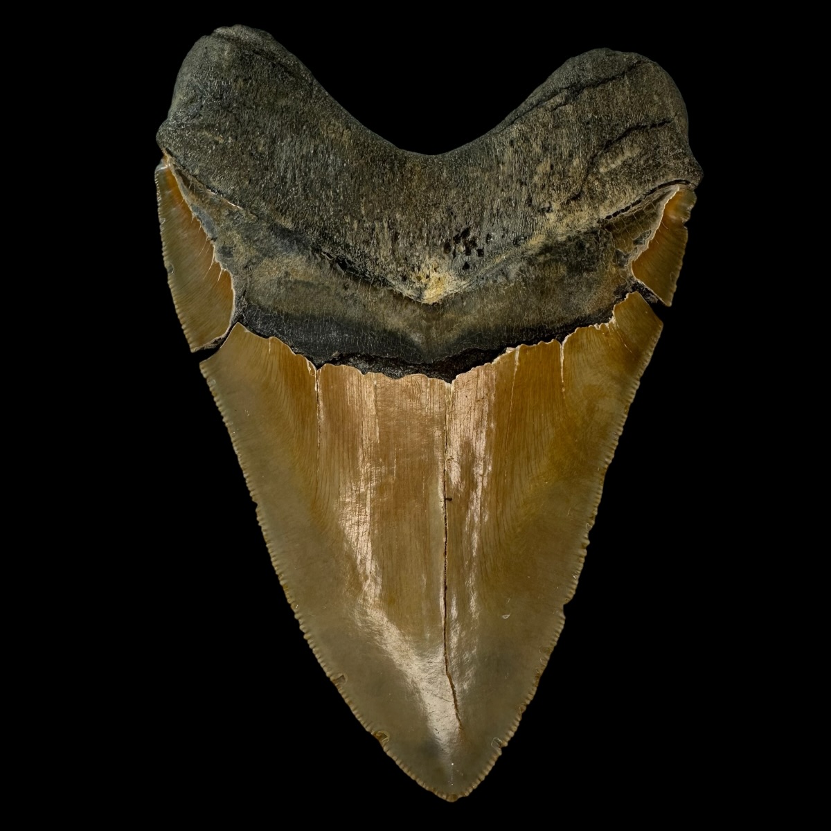 5.78" Serrated Megalodon Tooth Fossil - Image 2