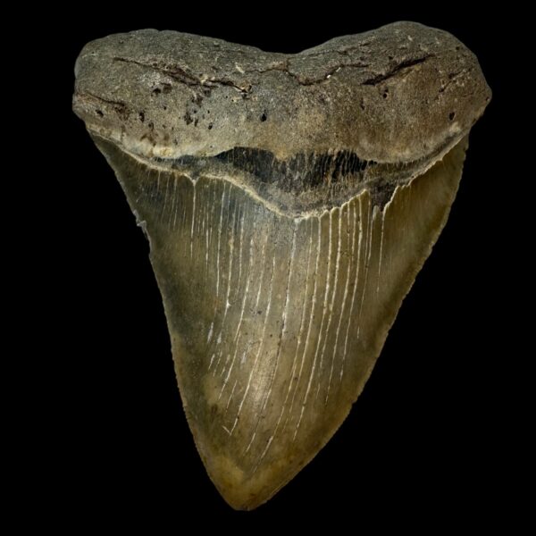5.46" Serrated Megalodon Tooth Fossil