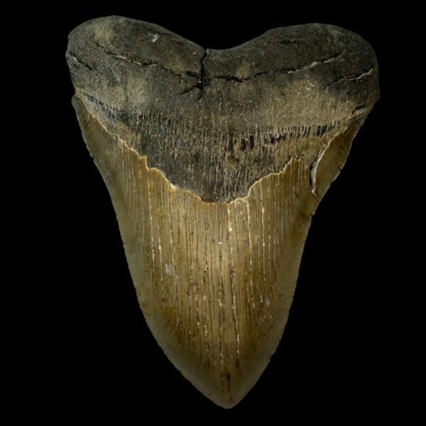 5.57" Serrated Megalodon Tooth Fossil