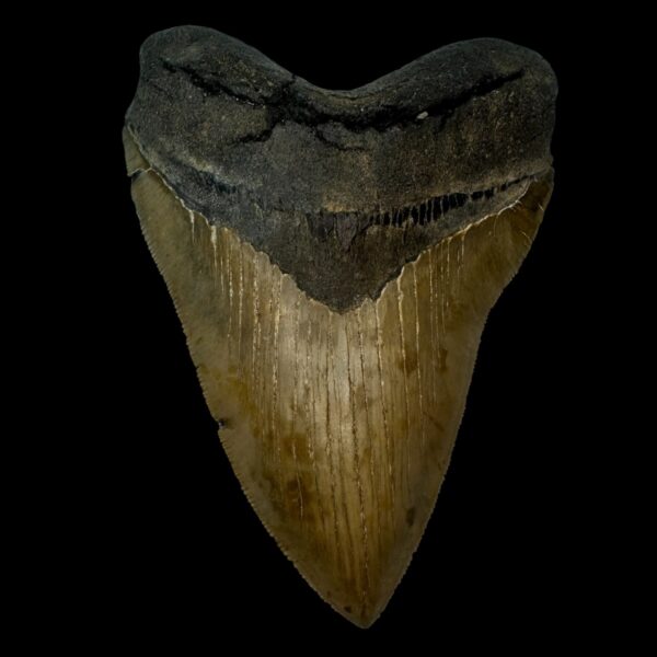 5.38" Serrated Megalodon Tooth Fossil