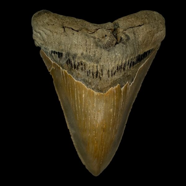 4.89" Serrated Megalodon Tooth Fossil