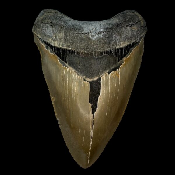 4.92" Serrated Megalodon Tooth Fossil